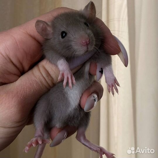 Питомник. Дамбо крысы, крысята, крыса