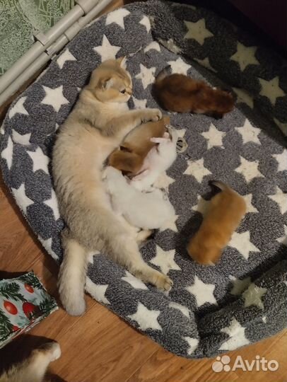 Котята золотая шиншилла