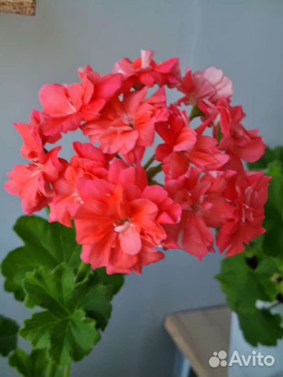 Пеларгония герань