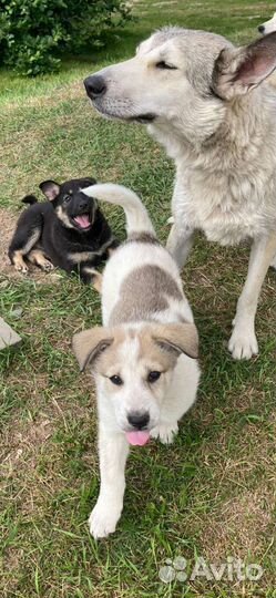 Девочка дворянка