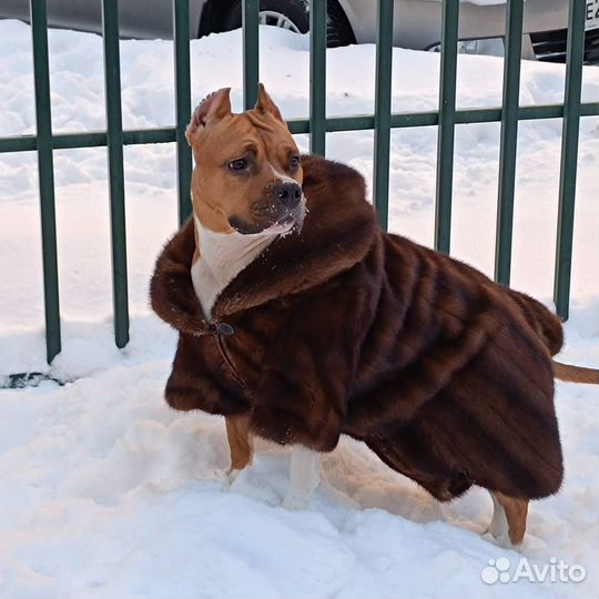 Услуги кинолога