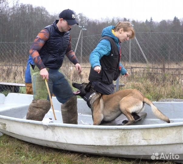 Кинолог. Дрессировка. Собаководство. Передержка