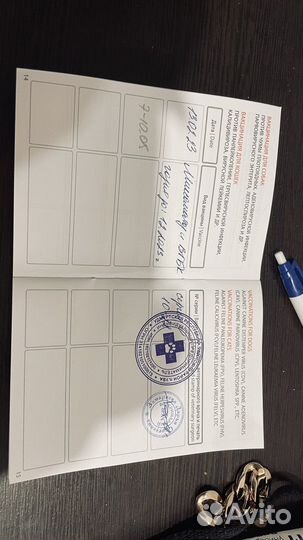 Кролик декоративный