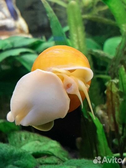 Аквариумные улитки Ампулярия