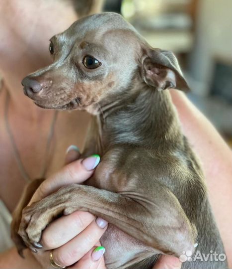 Щенки той-терьер