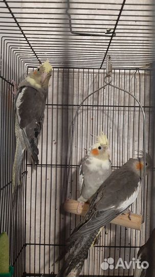 Попугай корелла птенец