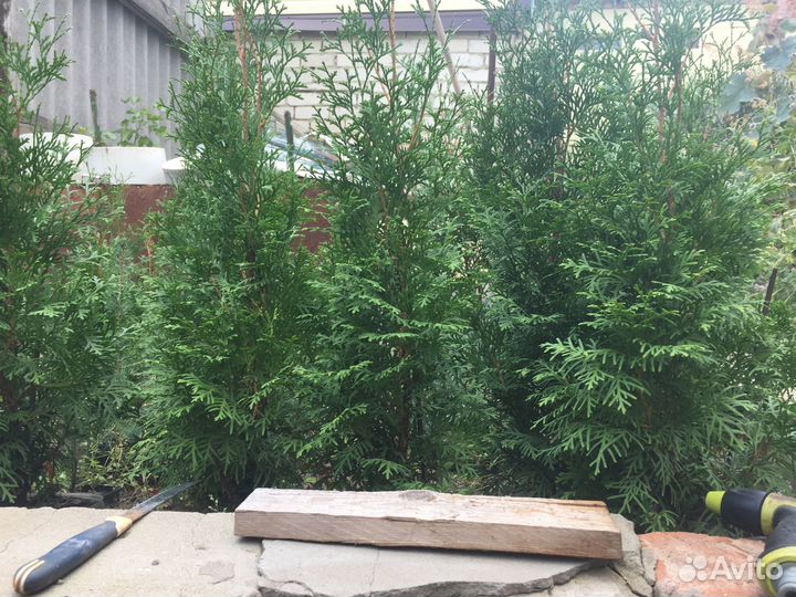 Туи колоновидные Смарагд