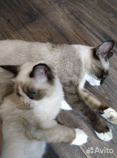 Кошки