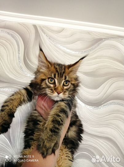 Девочка красавица