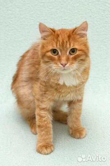 Рыжий котик бесплатно