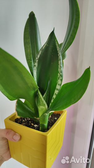 Сансевиерия сортовая