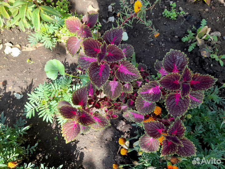 Колеусы сортовые вегетативные