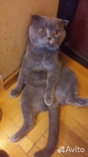 Британский кот Вязка бесплатно