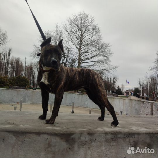 Щенки питбультерьера