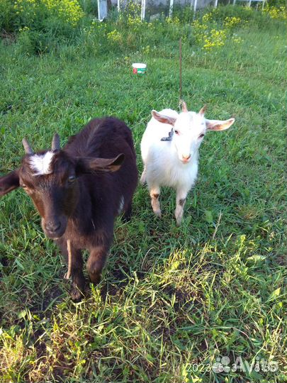 Козлята