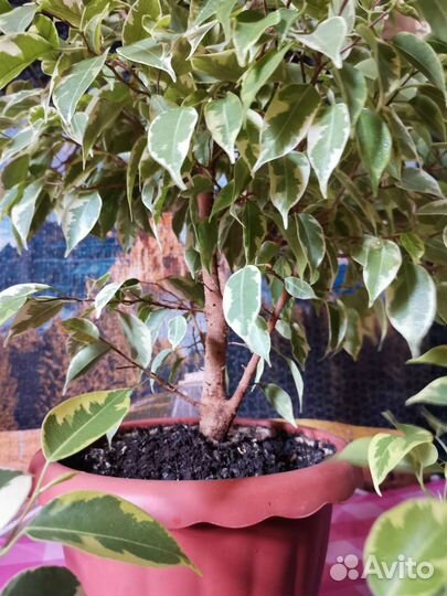 Фикусы и финиковые пальмы