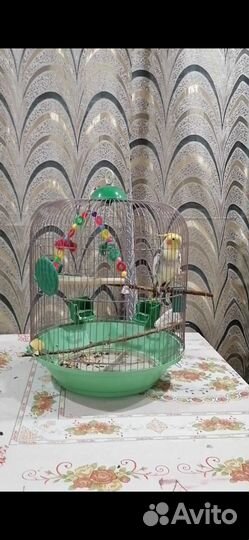 Продаётся говорящий попугай корелла