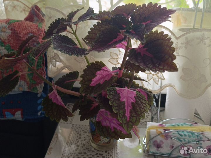 Комнатные растения цветы