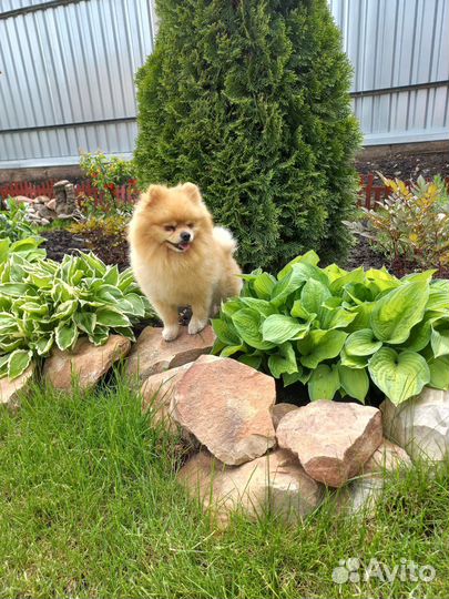 Шпиц для вязки