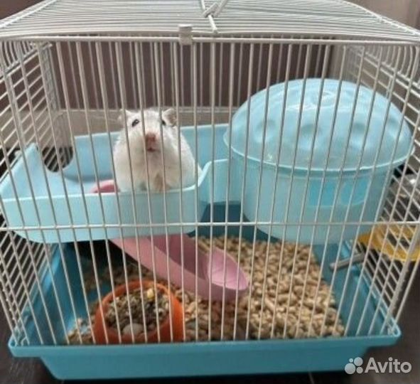 Сирийский хомячок