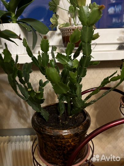 Цветок декабрист