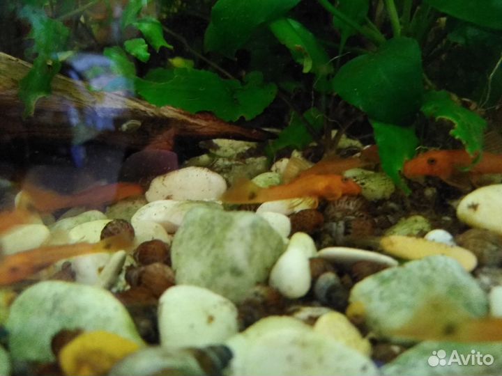 Анциструс Супер Ред (мальки)