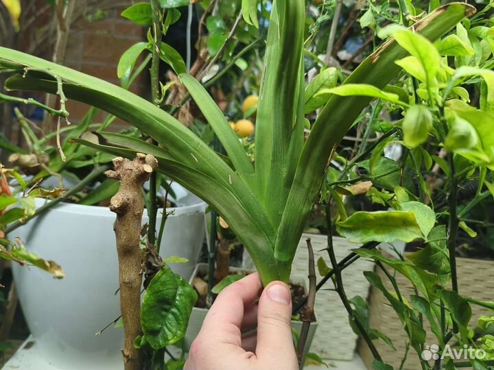 Архидеи Ванда