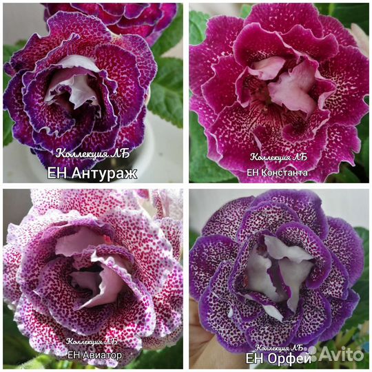 Глоксинии детки