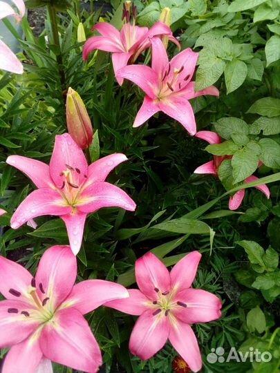 Луковицы лилий