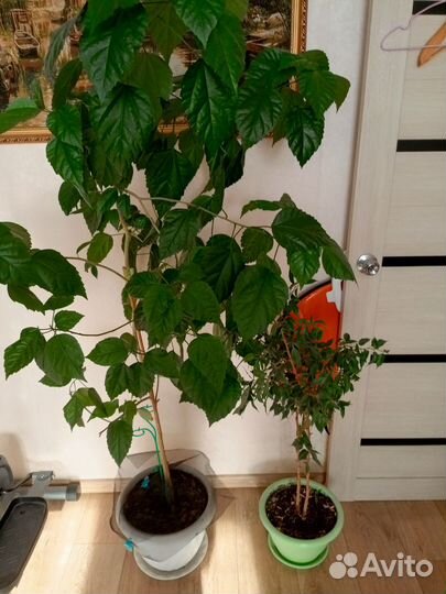 Комнатные растения цветы