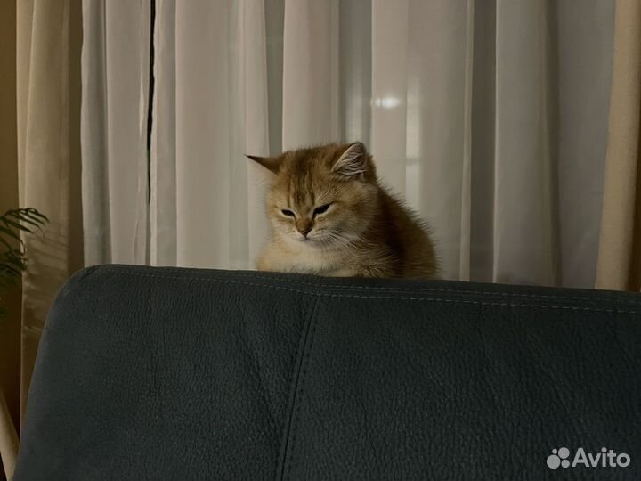 Британская