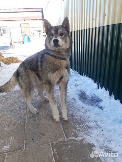 Аляскинский маламут