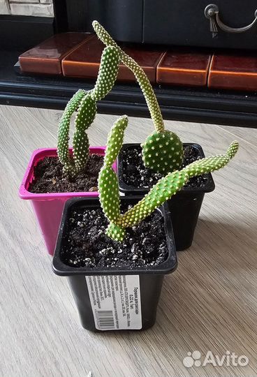 Кактус Опунция мелковолосистая