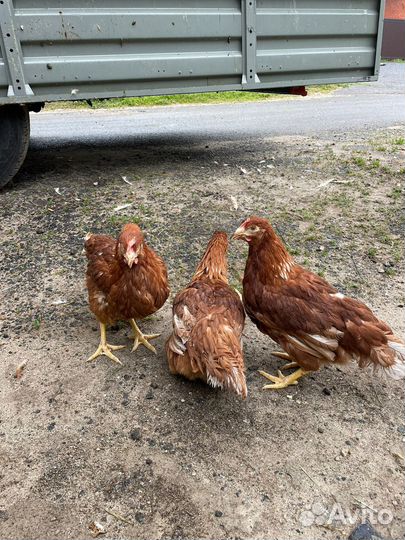 Куры несушки