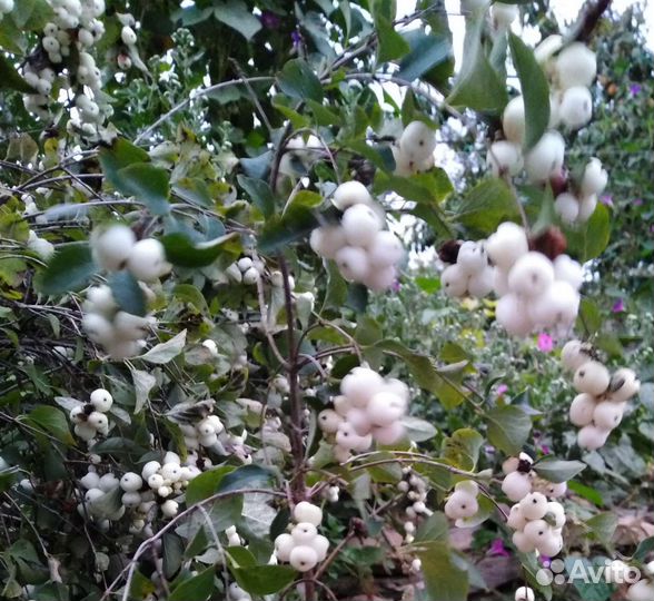 Снежноягодник, айва японская