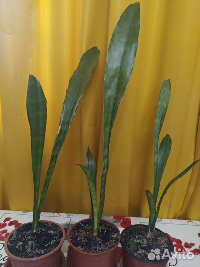Сансевиерия аубрутиана драгон