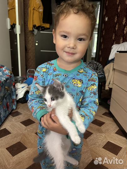 Отдам в добрые руки