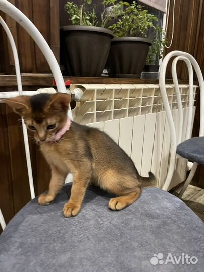 Абиссинские котята