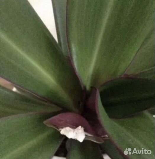 Комнатный цветок Рео (Ладья Моисея)