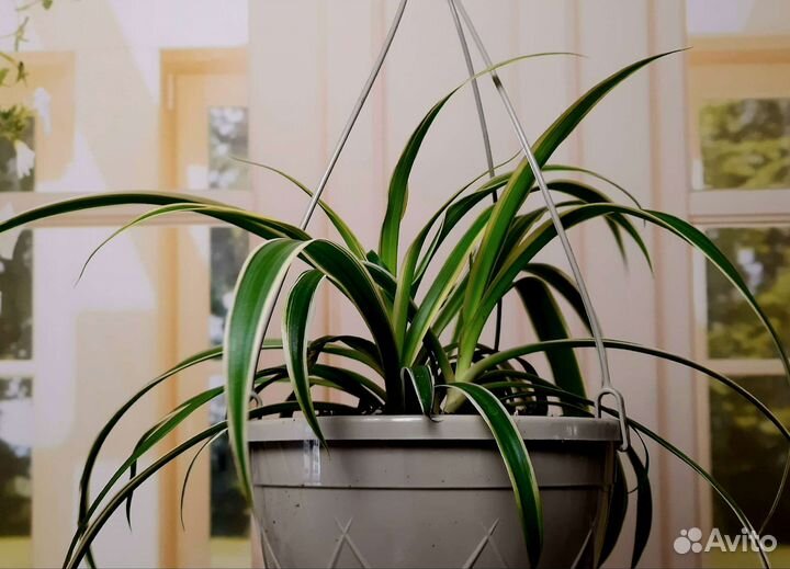 Комнатные растения.Хлорофитум хохлатый