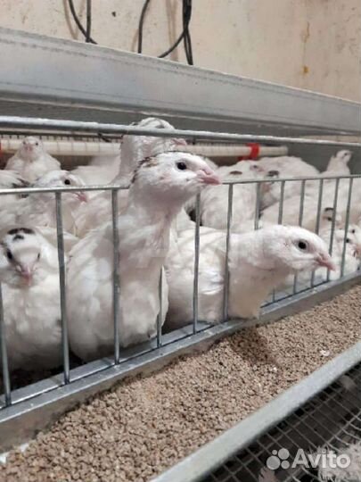 Яйца перепелиные инкубационное