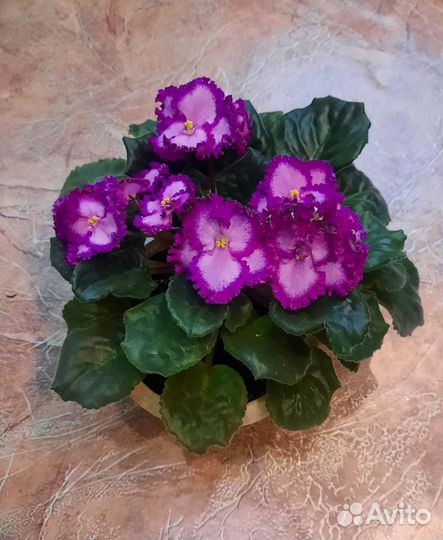 Фиалка детка сортовая