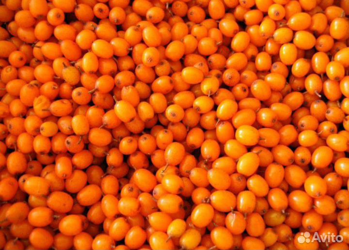 Облепиха ягоды