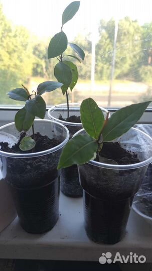 Лавровый лист саженцы, лавр благородный