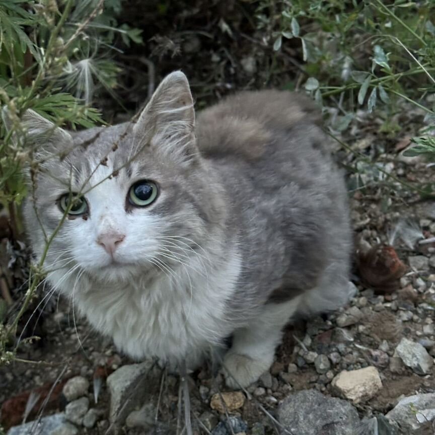 Котик в добрые руки