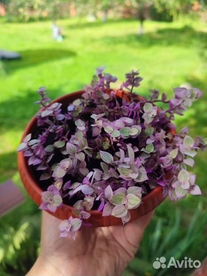 Коллизия 