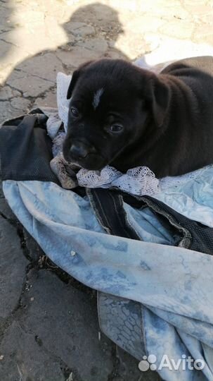 Стаффордширский терьер черный