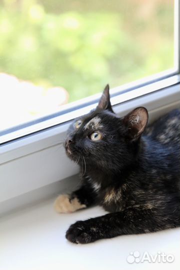 Сладкая Ириска ищет дом