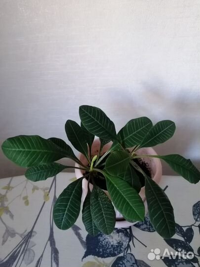 Молочай беложильчатый