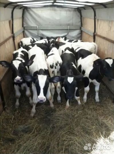 Бычки от 1 месяца